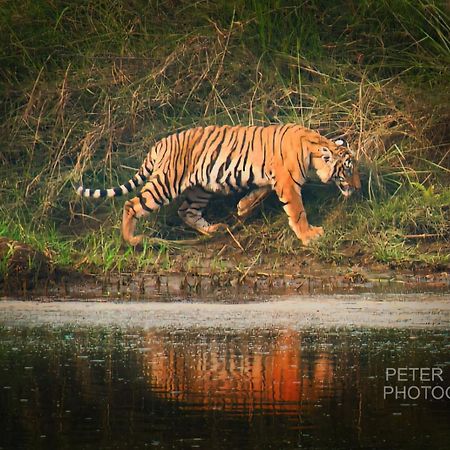 Tiger Corner Inn Homestay Sauraha Dış mekan fotoğraf