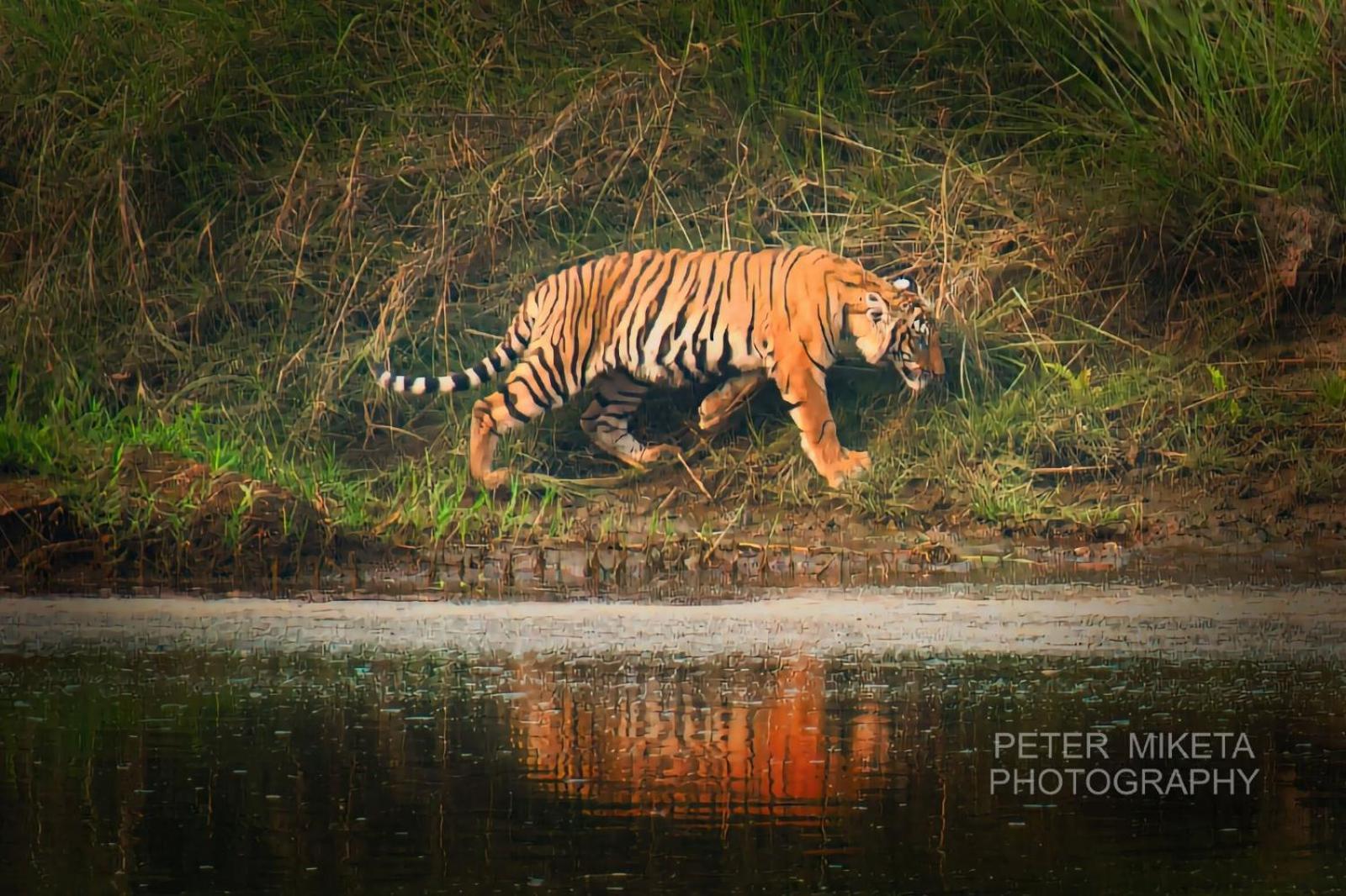 Tiger Corner Inn Homestay Sauraha Dış mekan fotoğraf